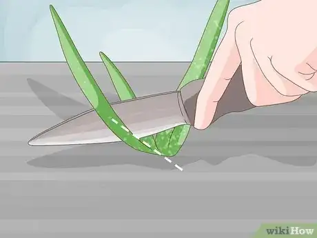 Image titled Care for Your Aloe Vera Plant Step 15