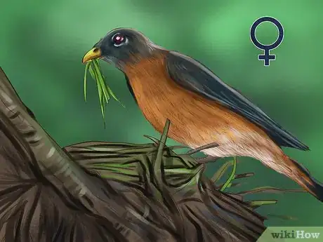 Image titled Tell a Male Robin from a Female Robin Step 2