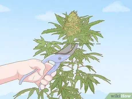 Image titled Dry and Cure Cannabis Step 1