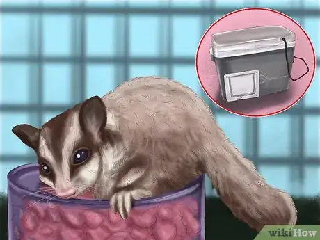 Image titled Pick a Healthy Sugar Glider Step 4