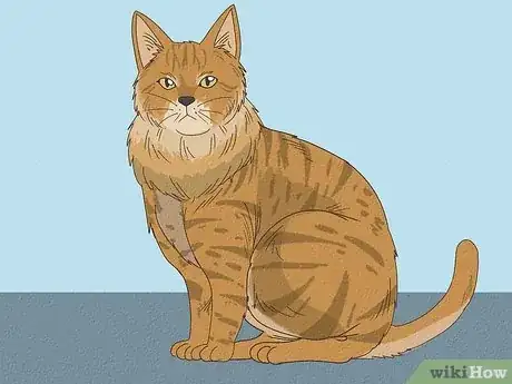 Image titled Tell if Your Cat Is Mixed with Bobcat Step 21