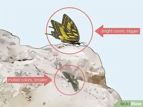 Image titled Identify Moths Step 4