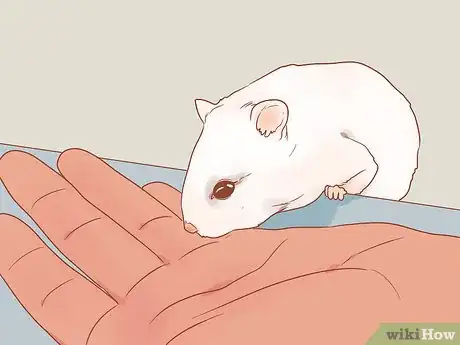 Image titled Pick up a Hamster for the First Time Step 10