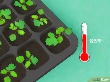 Image titled Grow Roses from Seed Step 11