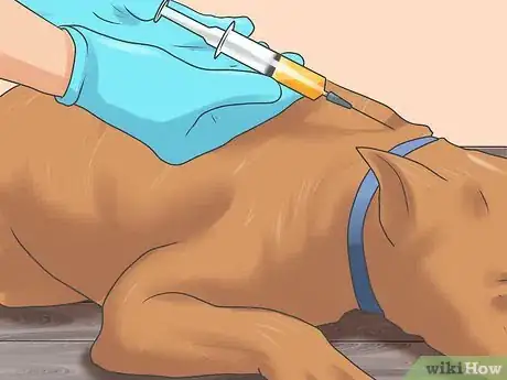 Image titled Treat Liver Failure in Dogs Step 5