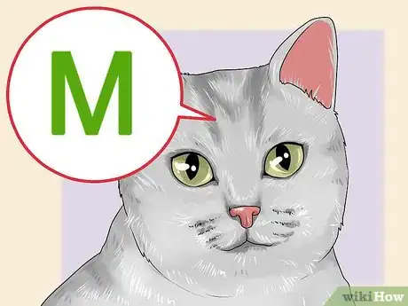 Image titled Identify a Burmilla Cat Step 4