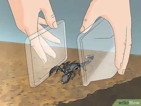 Image titled Care for Emperor Scorpions Step 12