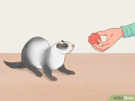 Image titled Play with a Pet Ferret Step 2