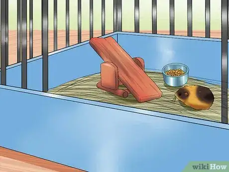 Image titled Learn When to Separate Hamsters Step 15