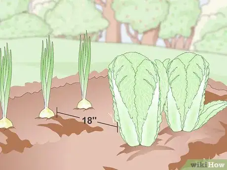 Image titled Plant Chinese Cabbage Step 3