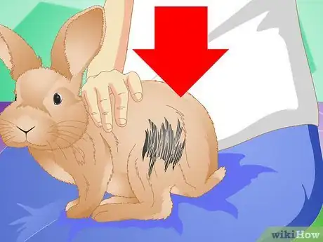 Image titled Clean Your Rabbit Without Bathing It Step 2