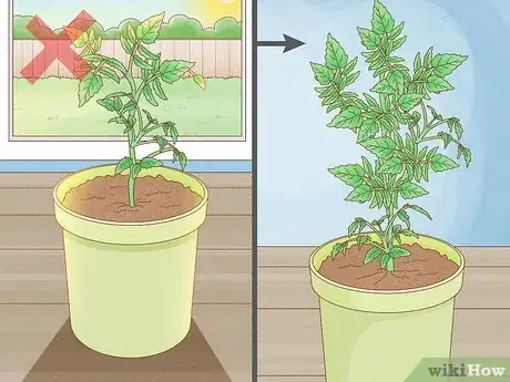 Image titled Why Does Your Tomato Plant Have Yellow Leaves Step 12