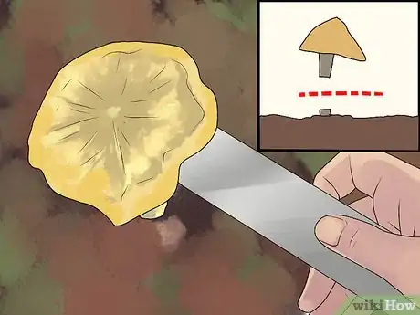 Image titled Pick Chanterelle Mushrooms Step 5
