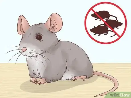 Image titled Choose Between a Pet Mouse or Pet Rat Step 8