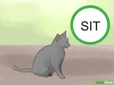 Image titled Identify a Korat Cat Step 11