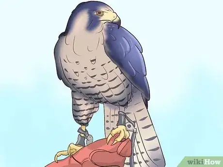 Image titled Become a Falconer Step 2