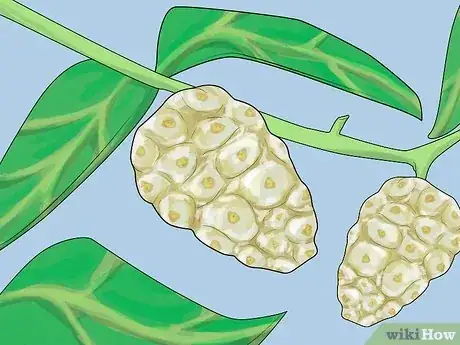 Image titled Eat Noni Fruit Step 1