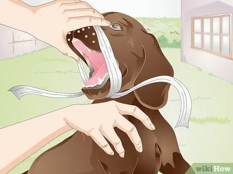 Image titled Apply a Gauze Muzzle to a Dog Step 14
