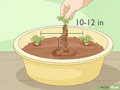 Image titled Grow Strawberries Step 14