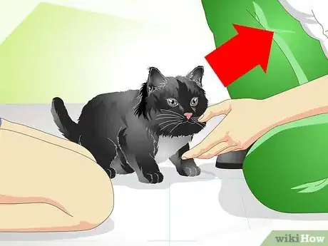 Image titled Help a New Kitten Become Familiar with Your Home Step 13
