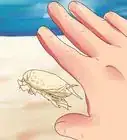 Catch Sand Crabs