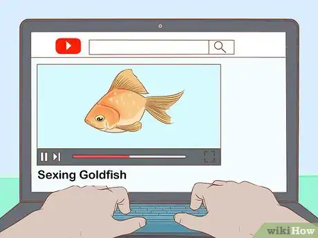 Image titled Determine the Sex of a Fish Step 9