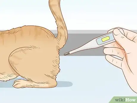 Image titled Diagnose and Treat Anal Gland Disease in Cats Step 7