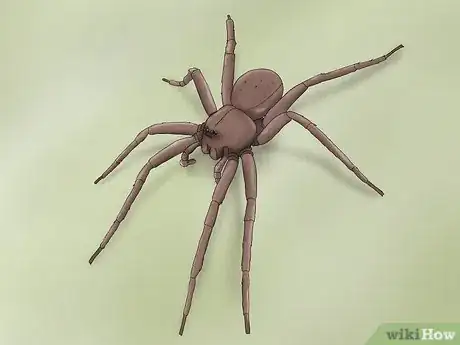 Image titled Identify a Nursery Web Spider Step 1