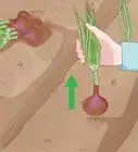 Grow Onions