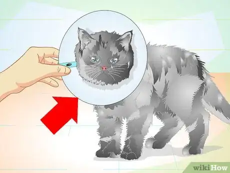 Image titled Care for Your Cat After Neutering or Spaying Step 7
