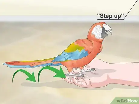 Image titled Bond with a Macaw Step 10