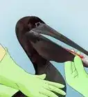 Clean Oil off Birds