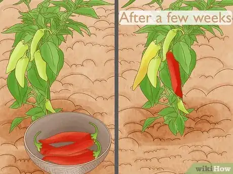 Image titled When to Pick Banana Peppers Step 8