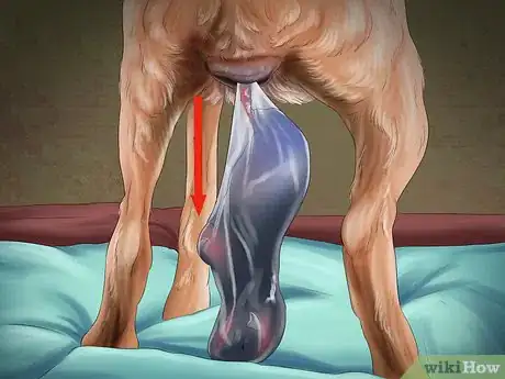 Image titled Help Your Dog After Giving Birth Step 5