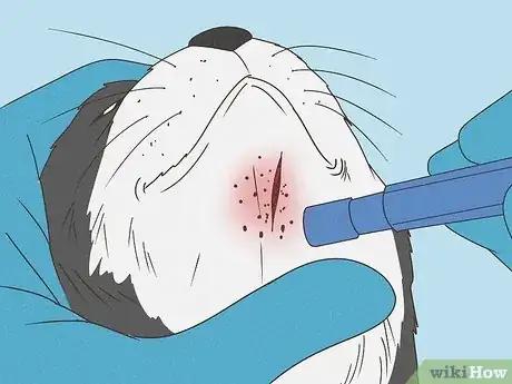 Image titled Treat Feline Acne Step 5