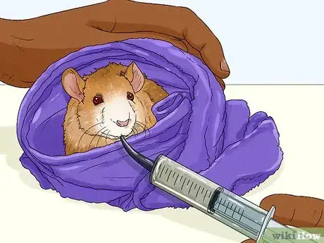 Image titled Care for a Rat That Had a Stroke Step 10