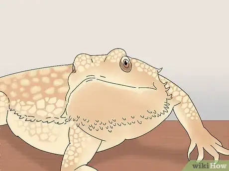 Image titled Buy a Bearded Dragon Step 2