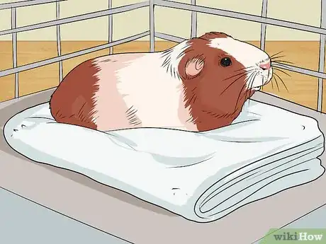 Image titled Care for a Guinea Pig with Pneumonia Step 16