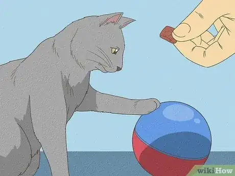 Image titled Teach Your Cat to Do Tricks Step 12