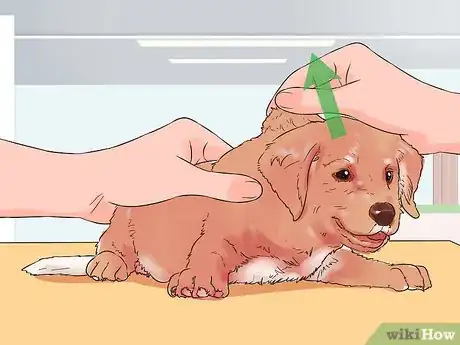 Image titled Give Puppy Shots Step 16