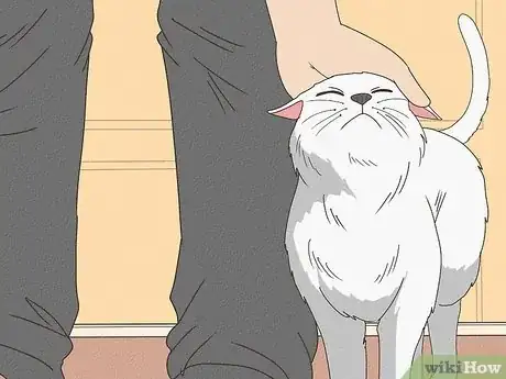 Image titled Why Do Cats Rub Against You Step 1