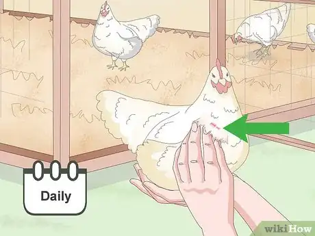 Image titled Raise Cornish Game Hens (Birds) Step 16