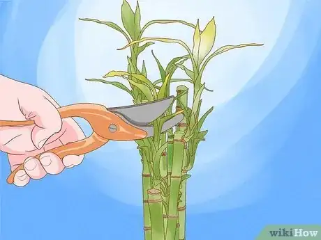 Image titled Take Care of Lucky Bamboo Step 9