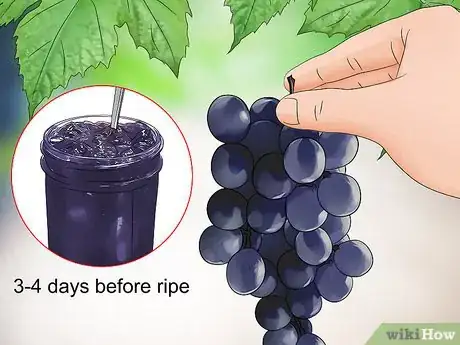Image titled Harvest Grapes Step 6