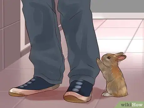 Image titled Play With Your Rabbit Step 9