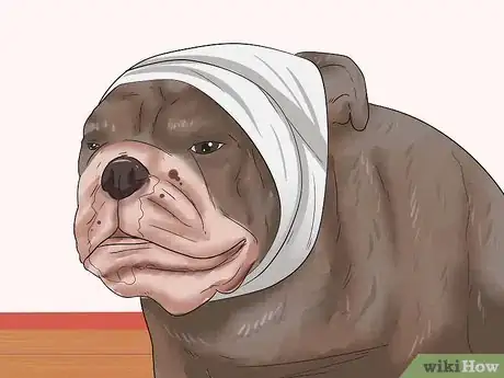 Image titled Stop a Dog's Ear from Bleeding Step 11