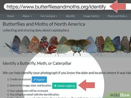 Image titled Identify Moths Step 7