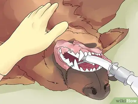 Image titled Recognize Bloat in Dogs Step 12