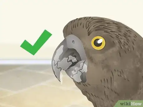 Image titled Spot Beak Problems in a Senegal Parrot Step 2