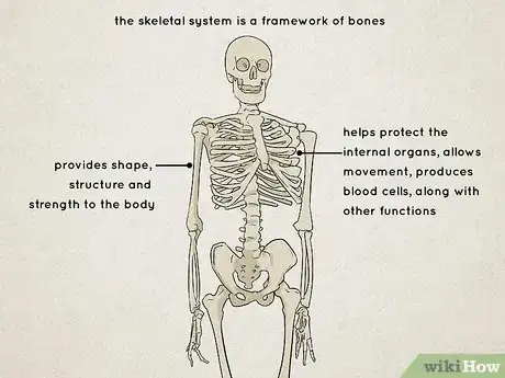 Image titled Understand the Human Skeletal System Step 1